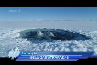 Ballenas Belugas atrapadas en el Ártico