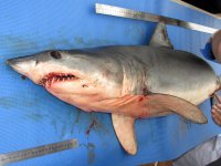 IFOP realiza taller de biología y anatomía de elasmobranquios para observadores científicos