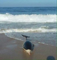 En buenas condiciones se encuentra delfín salvado por la Armada en Algarrobo