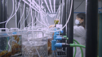 IFOP celebra sus 60 años con lanzamiento de nuevo video y lienzo institucional.