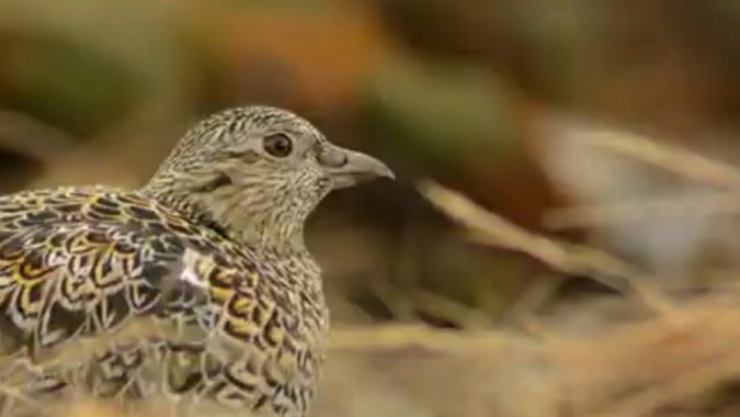 Puerto Williams y el Parque Omora fueron el escenario del III Curso de Anillamiento de Aves en Chile.