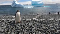 El 25 de abril se celebró el Día Mundial de los Pingüinos.