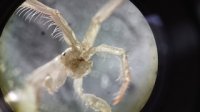Reporte de IFOP sobre la especie Caprella mutica asociada a colectores de semillas de mitílidos en el sur de Chile