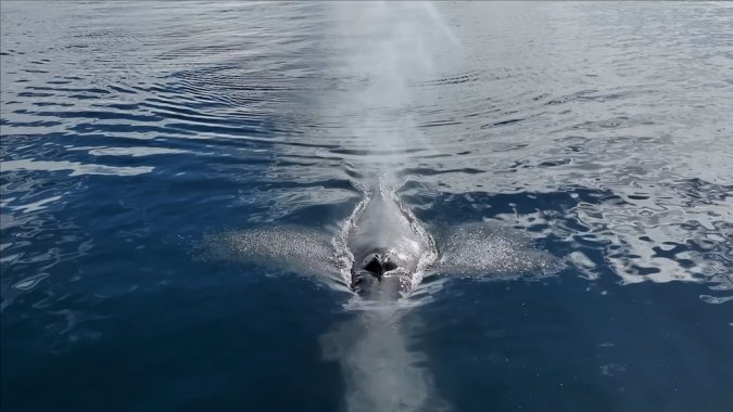 Las imponentes ballenas antárticas capturadas por la cámara de Felipe Molina.
